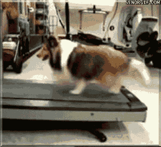lassie,dog,animals,workout,treadmill