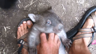 wombats,love,belly,scritches,alice returns to wonderland