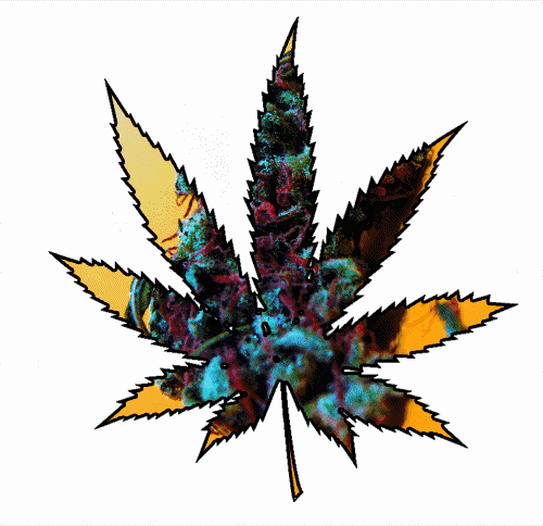 marijuana,weed,hash,drugs