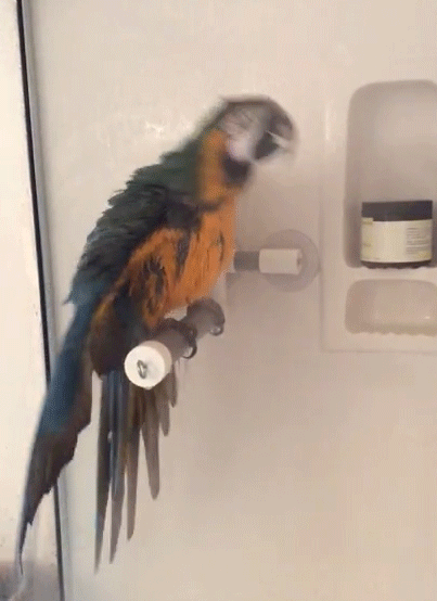 evening,macaw,dance,home,just