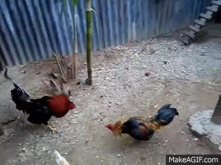 Курицы бьют курицу