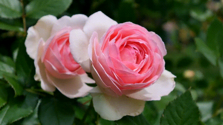 rose,garden