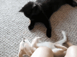 cat,animals,fox,cats,kitten,and,playing,aww,cat s,channel60,fennec,tumblr cat