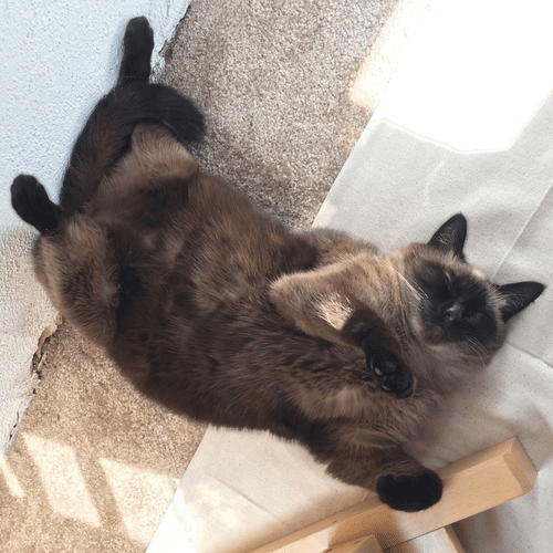 breathing,siamese cat,sleeping cat,breathe,fat cat,ripple,cat,trippy,psychedelic,cats,sleep,sleepy,lazy,meditation,sarah zucker,fur,pulsing,the beesch,artist,things that are awesome,youbasketball,mikeythedinosaur