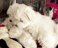 maltese,cute,animals,animal,puppy,white,adorable