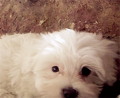 maltese,cute,animals,animal,puppy,white,adorable
