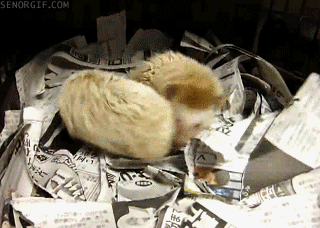 reaction,confused,silly,circle,pets,circles,round,hedgehogs