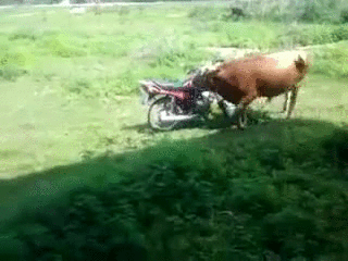 bull,dirtbike