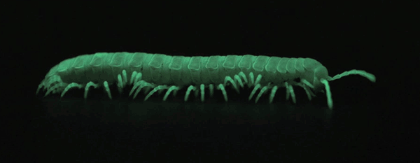millipede,move,frogs,glowing