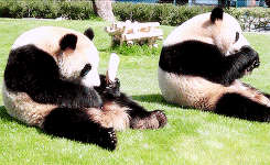 giant panda,animals,animal,bear,panda,eat,panda bear,nuzzle