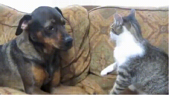 cat,dog,confused,playing,swiping