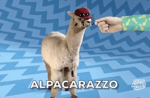 alpaca,alpaka,funny,lol,paparazzi,gutearbeit,paparazzo