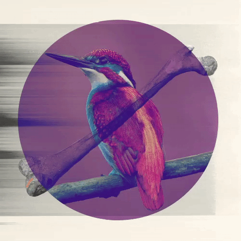 birds from paradise,colorful,graphic design,la curiosa,aves del paraiso,my mind is flying,colors can get you high