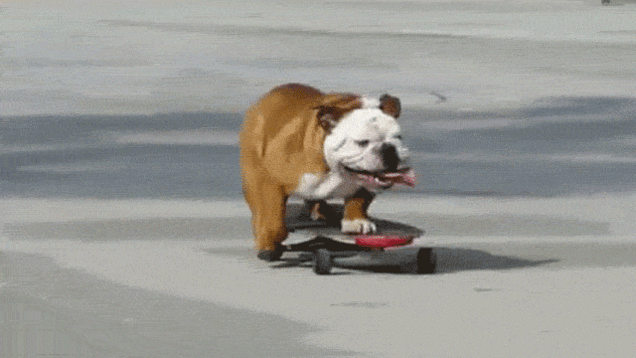 bulldog,dog,skateboard,skateboarding animal