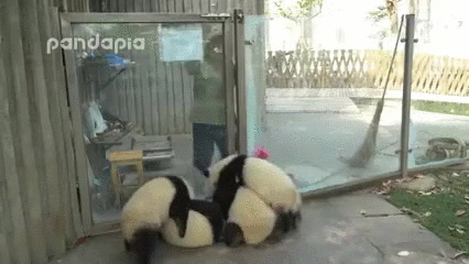 panda,ball,pandas,zookeeper