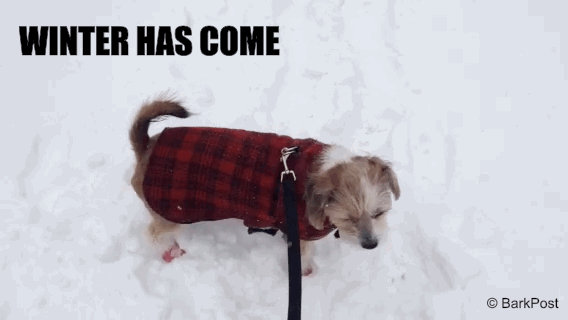 winter,winter is coming,funny,cute,dog,game of thrones,snow,puppy,haha,aww,yas,blizzard,plaid,lumberjack,cuddly,scruffy,yaasss,ive always wanted to do something like this