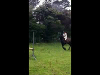 horse,horses,horse riding,show jumping,black horse,bareback,natural horsemanship