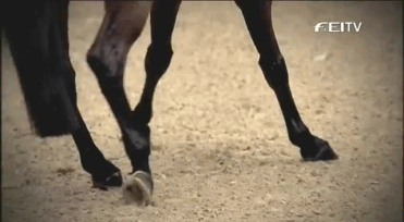 Ноги двигаются назвали. Ноги лошади. Лошадь танцует.