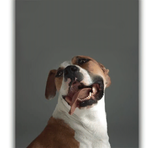 pitbull,vertical,dog,animals,high speed camera,portrait,dont stop kissing