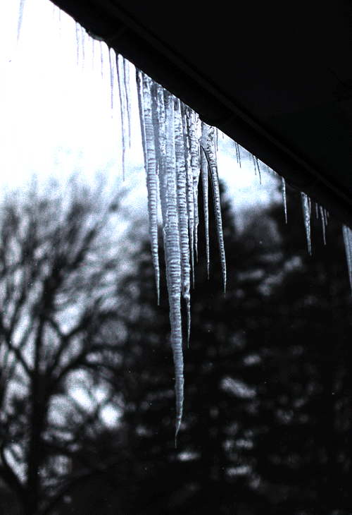 icicle,snow,winter,ice,sam cannon photography