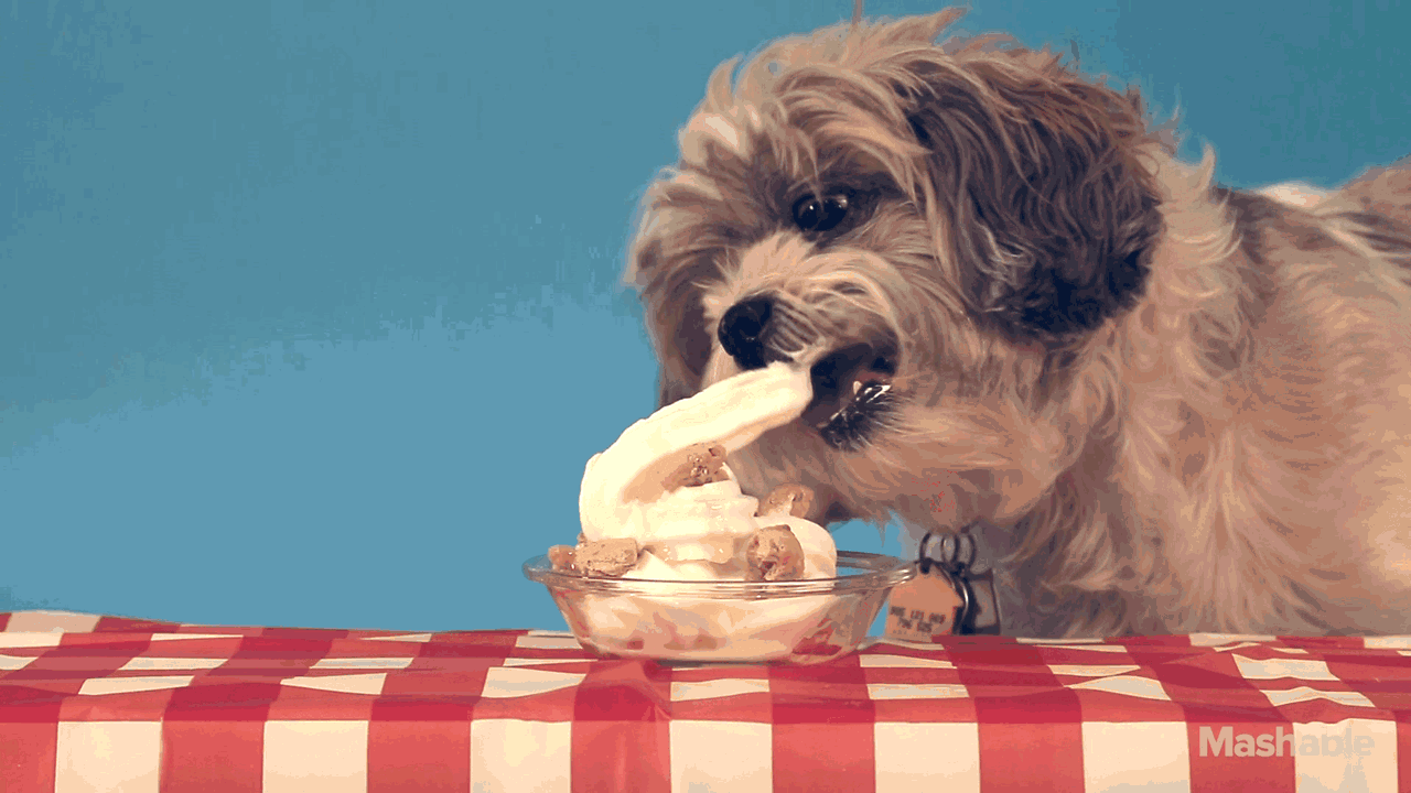 Собака эскимо анимация. Мороженое для собак. Собака гиф. Мороженое анимация. Собака с мороженым.