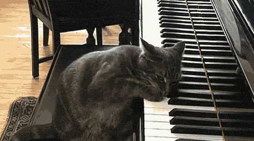 funny,cat,cute,pianos