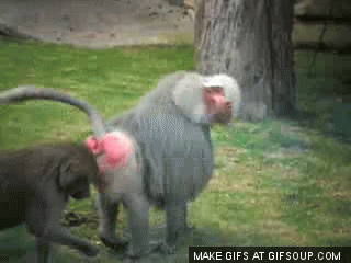 Baboon monkey butt GIF.