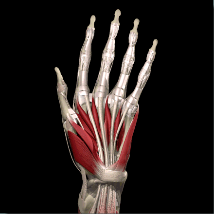 Рука изнутри. Opponens pollicis. Кисть кости мышцы сухожилия. Кисть руки. Кисть в разрезе с мышцами.