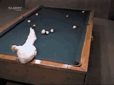 billiard,chicken