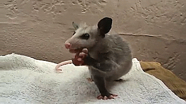 opossum,animals,food