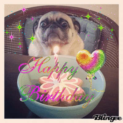 happy birthday,pug,happy birthday to me,blingee