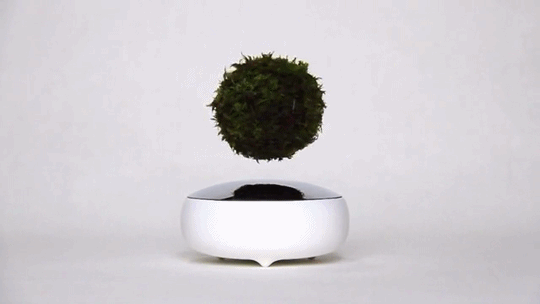 levitation,bonsai,art,design,tech,japan,kickstarter,craft
