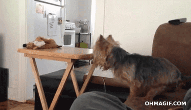 dog,yorkie,funny,cute,animals,fail,fall,puppy,jumping,falling,table,toy