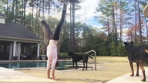 animals being jerks,handstand,hairy,pool