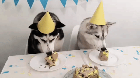 dog birthday,birthday,dog,feliz cumpleanos