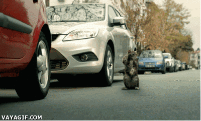kitty,cat,car,cars,ups