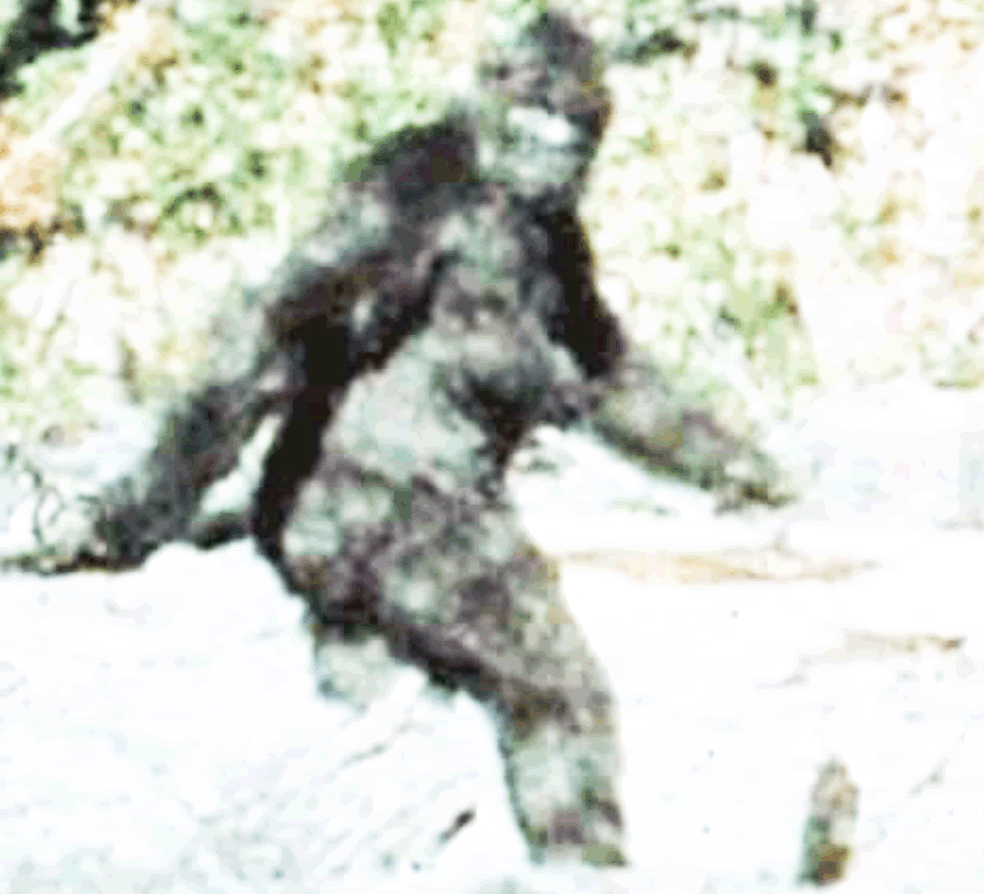 GIF animé : patterson bigfoot sasquatch.