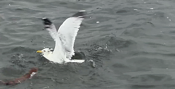 seagull,water,fight,club,weasel
