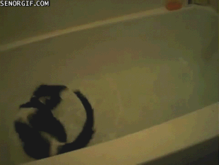 love,cat,baths