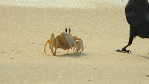 crab,nature,calvin klein watches jewelry