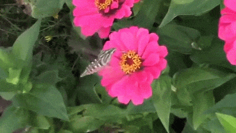 hummingbird,hawk,90s moves