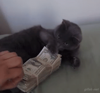 cat,cats,cash,funny cat,tax day,money,cute cat