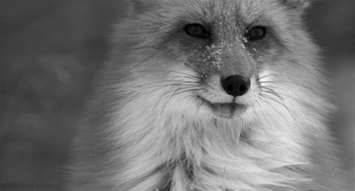animals,black and white,fox,red fox,untamed americas
