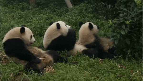 Танцующая панда видео. Панда гиф. Панда гифки смешные. Смешные панды gif. Пандочка гифка.