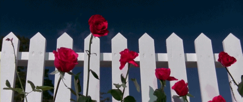 fence,pink,red,hipster,indie,grunge,wind,roses,blue velvet