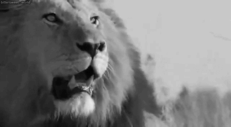 leao,animals,black and white,lion