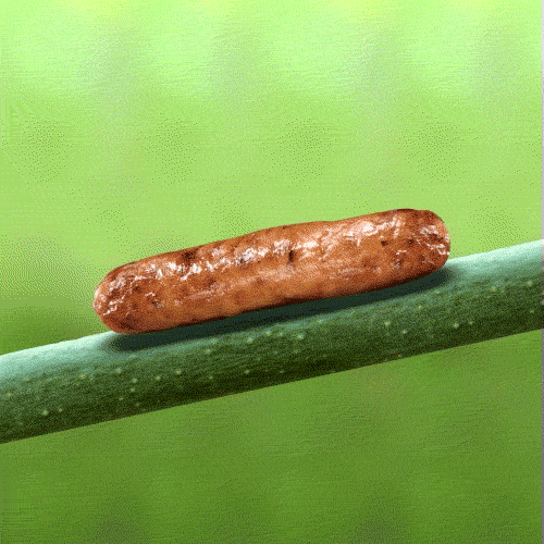 caterpillar,wtf,sausage,worm,inchworm,crawl,meat,branch,lol,food,nature,weird,link,breakfast,dennys,justin gammon