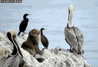 animals,rocks,sea lion,pelicans