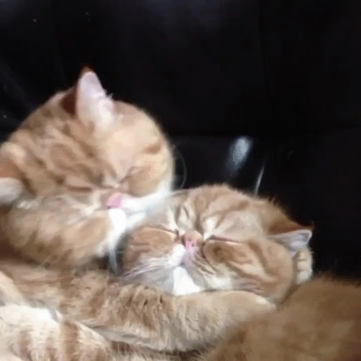 Котики обнимаются. Котик целует. Котики целуются. Кошачья любовь. Мама трется киской