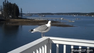 seagull,day,poop,porch